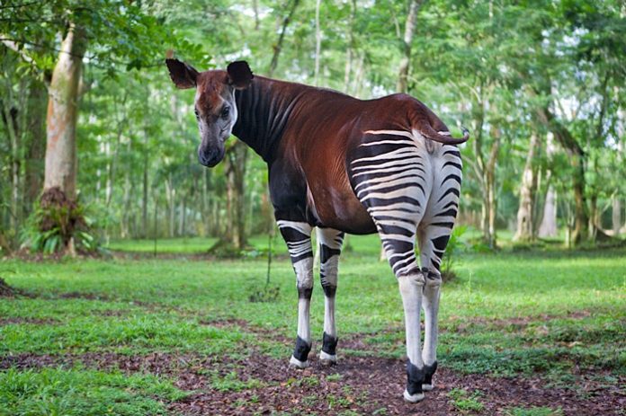 RDC : les experts de l’ONU dénoncent l’envahissement de la réserve de faune à Okapis par des Chinois à Ituri
